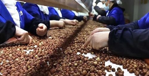 Ergan: Türkiye’nin fındık ihracatı yılda 4-5 milyar dolar döviz kazanabilecek durumda